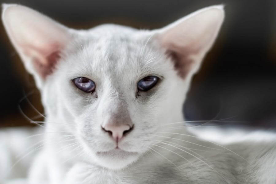 Kyrre Gjerstad - Those eyes