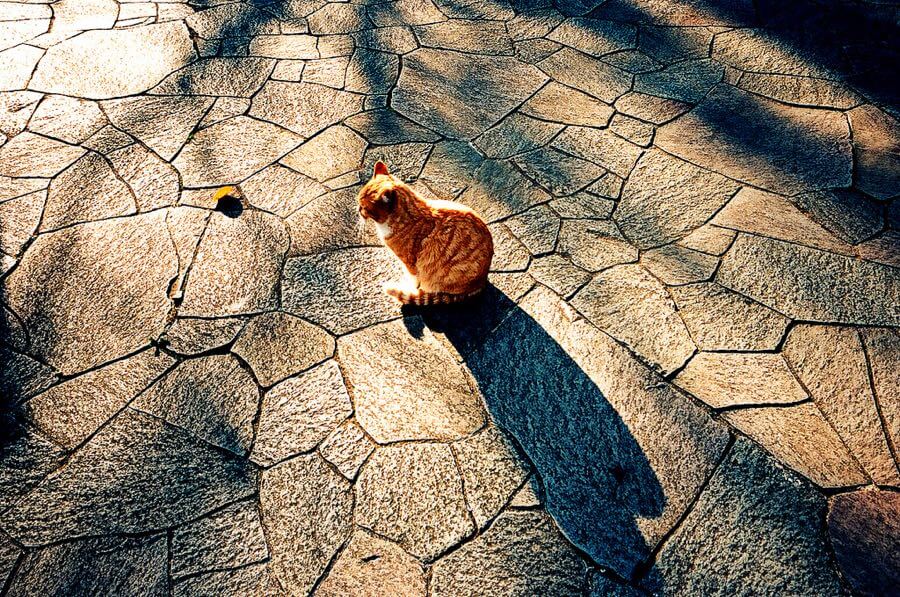 Takayuki Miki (三木貴幸) - cat