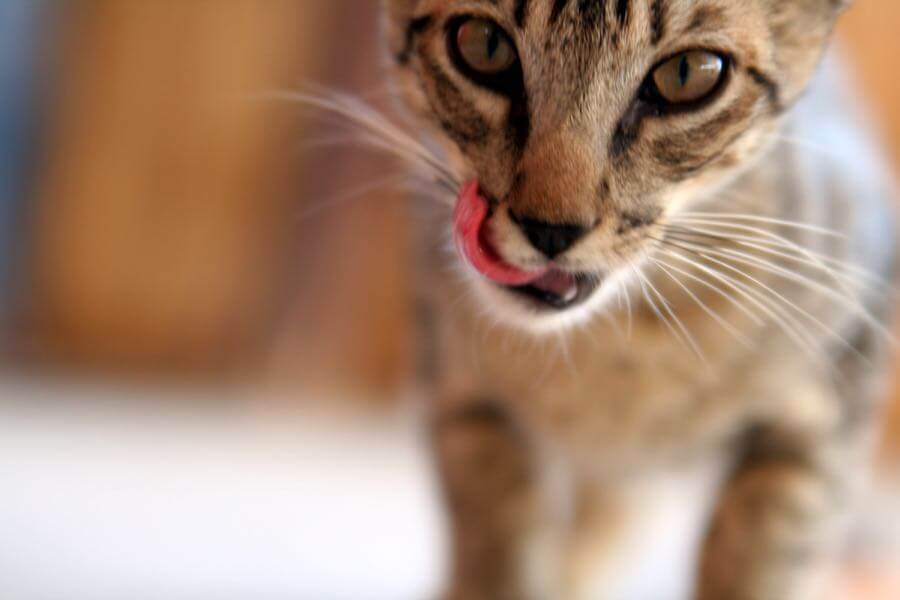 ilkerender - cat
