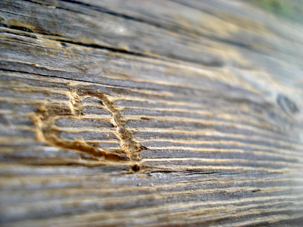 Sara Alfred - heart engraved in wood