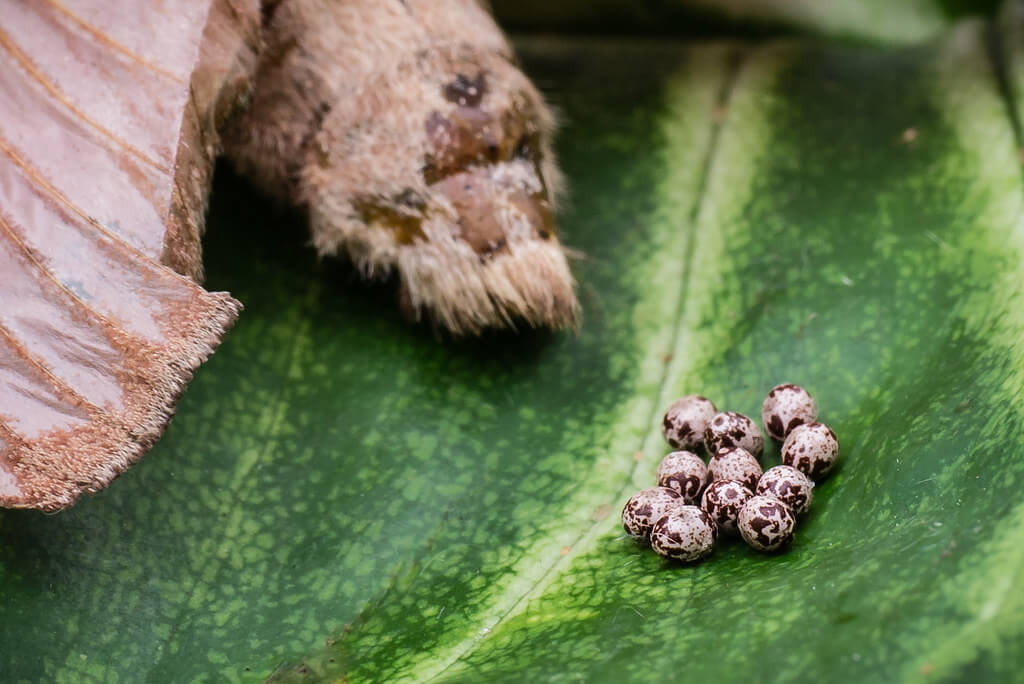 Amine Fassi - moth eggs