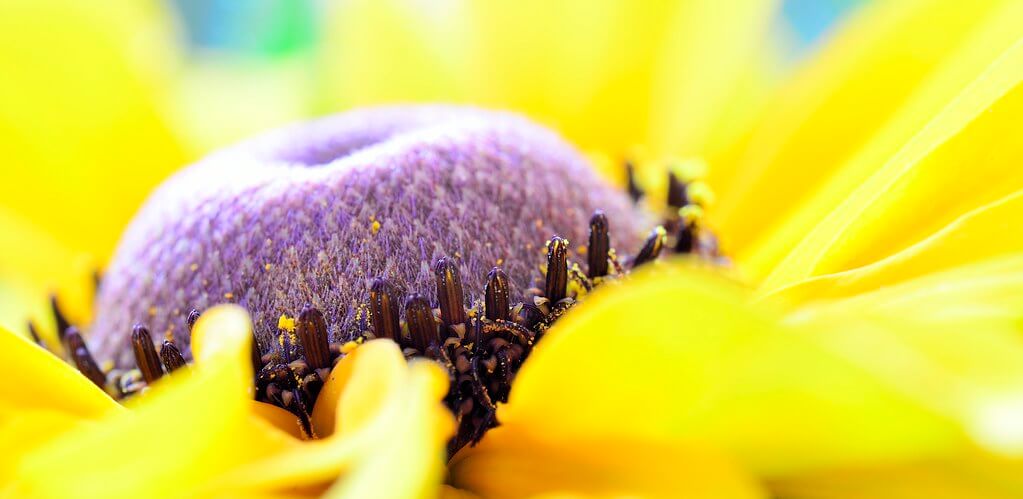 Steven Scott - Macro Yellow Flower Petals