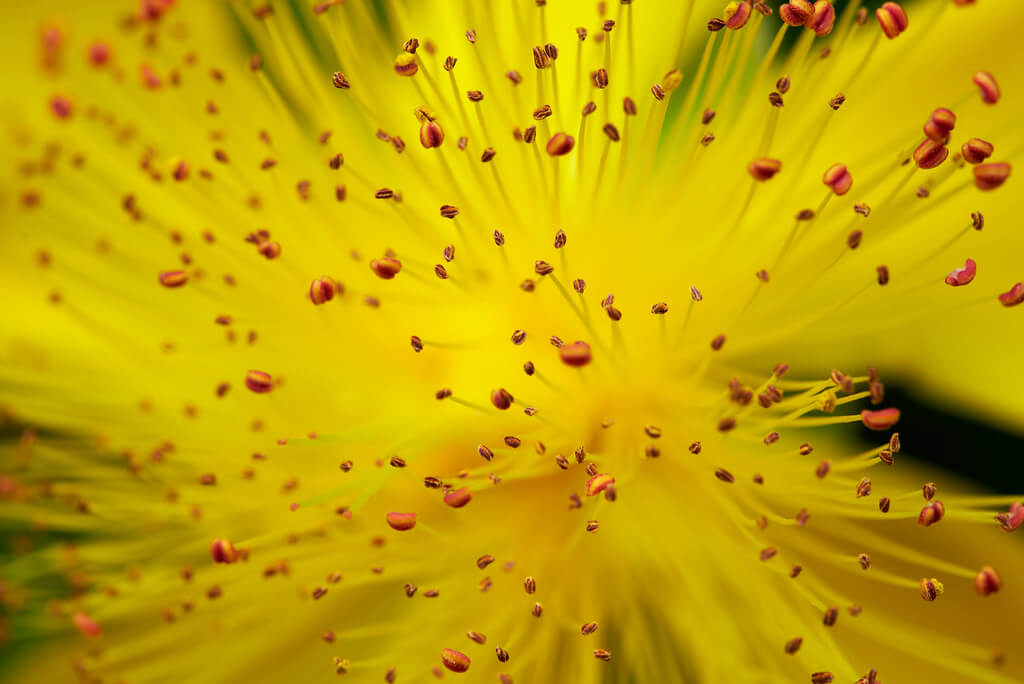 Joe Huckleberry - macro flower