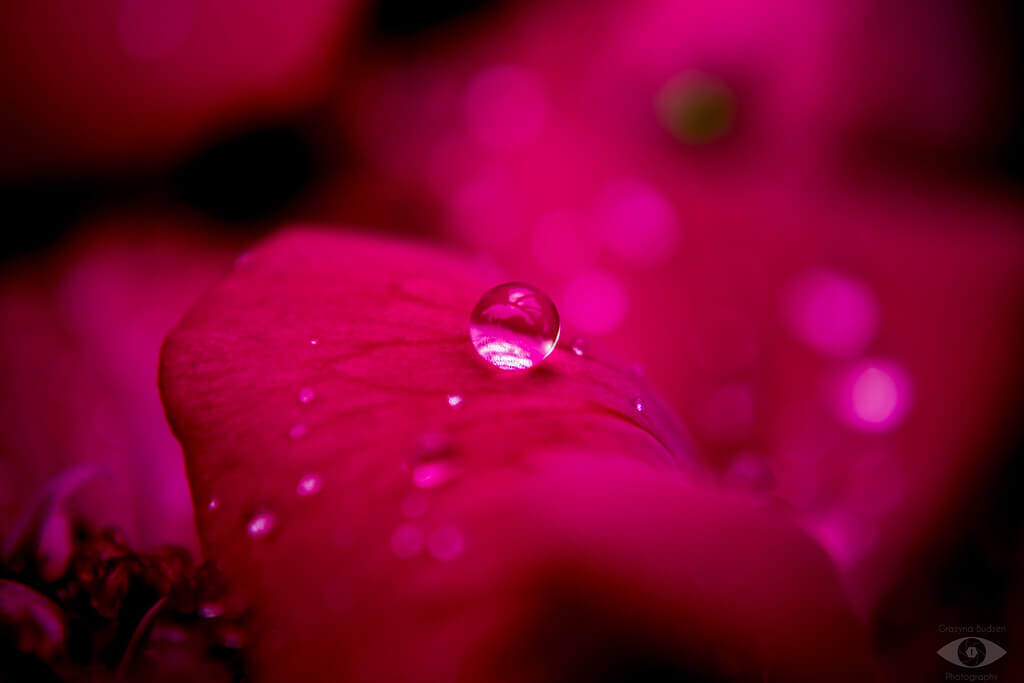 grazynaphotography - raindrop on flower