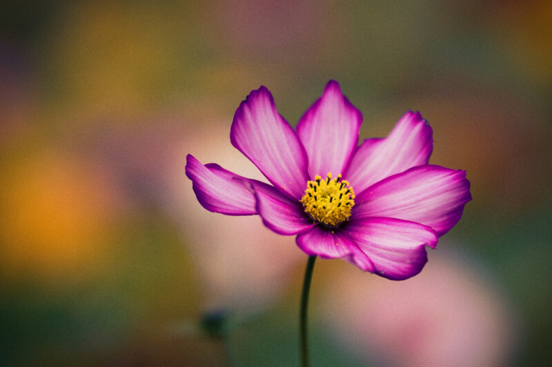 bokeh flower