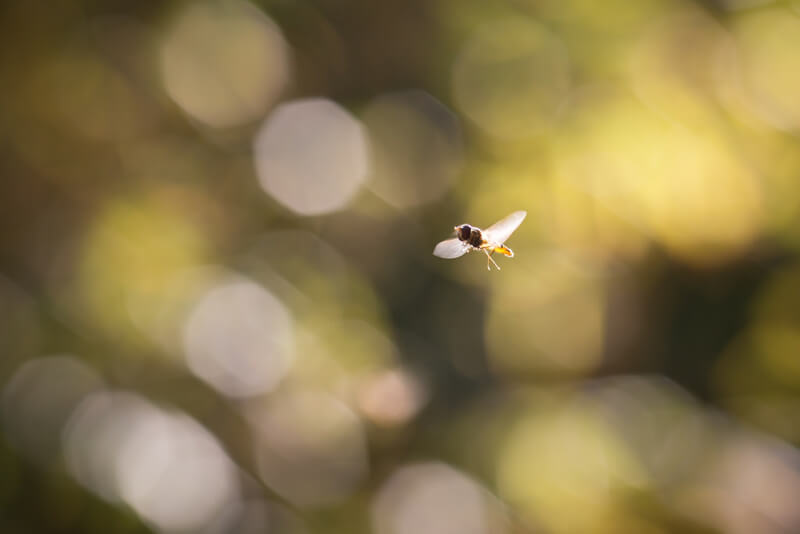 bokeh fly