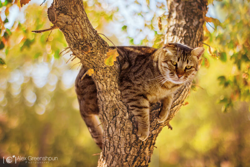 bokeh cat in tree