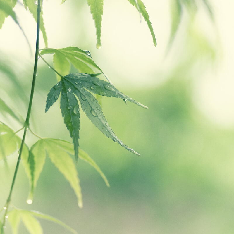 bokeh leaves