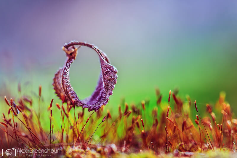 bokeh leaf