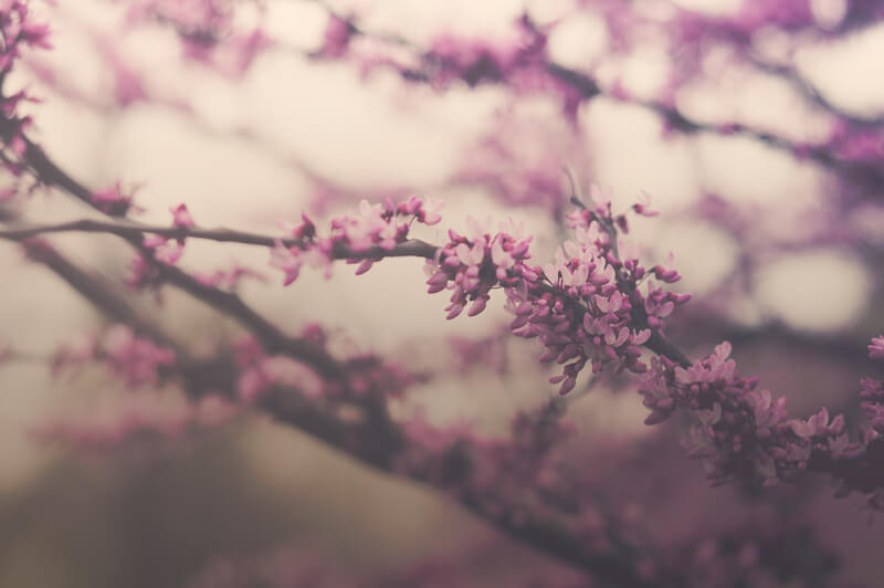 bokeh blossom