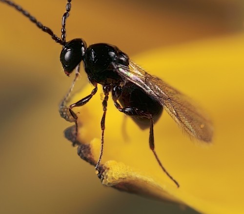 Small wasp on dandelion