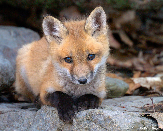 Beautiful Red Fox Photography