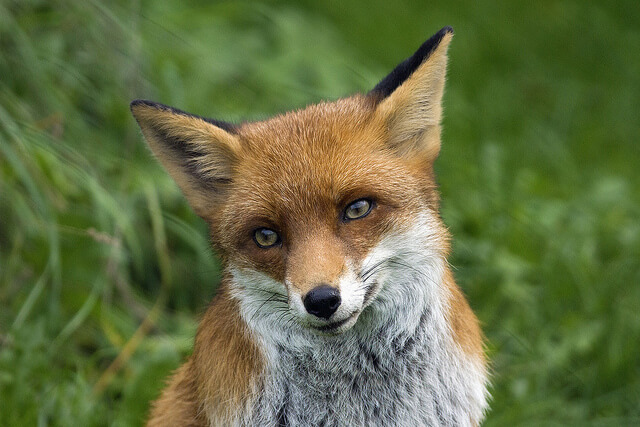 Beautiful Red Fox Photography