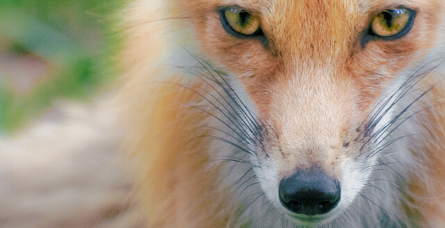 Beautiful Red Fox Photography