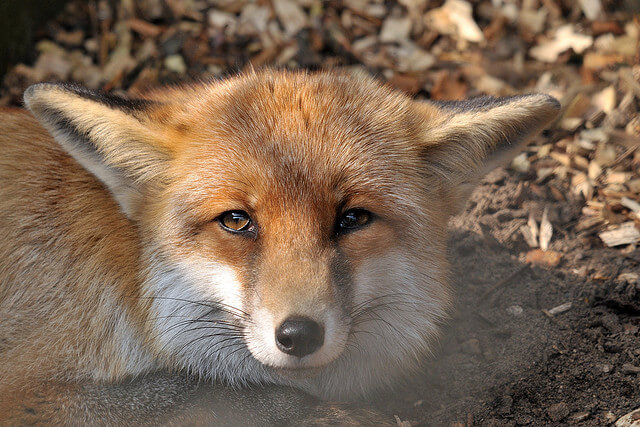 Beautiful Red Fox Photography