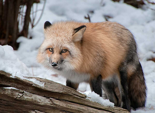 Beautiful Red Fox Photography