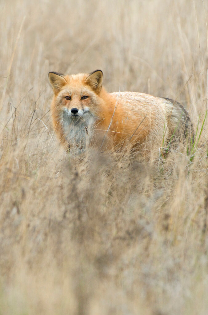 Beautiful Red Fox Photography