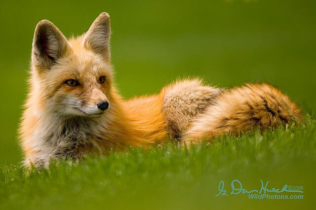 Beautiful Red Fox Photography