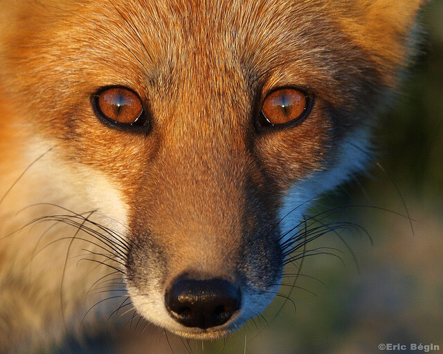 Beautiful Red Fox Photography