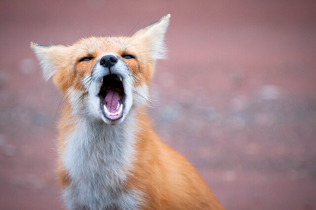 Beautiful Red Fox Photography