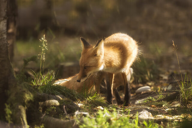 Beautiful Red Fox Photography