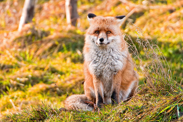 Beautiful Red Fox Photography