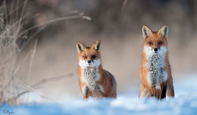 Beautiful Red Fox Photography