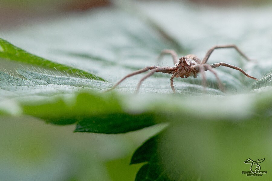 Bernhard Latzko - Spider