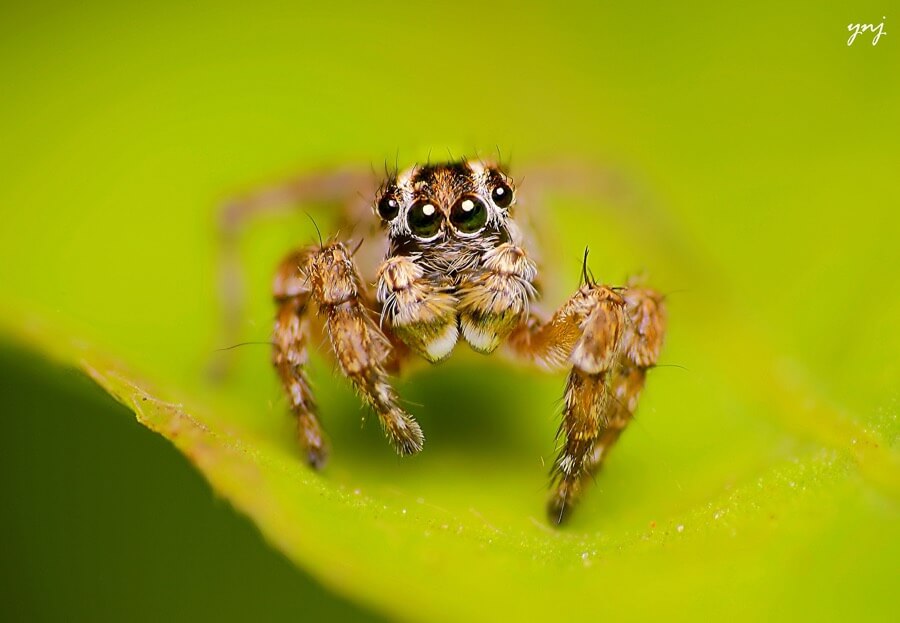 Yogendra Joshi - Striped Jumping Spider