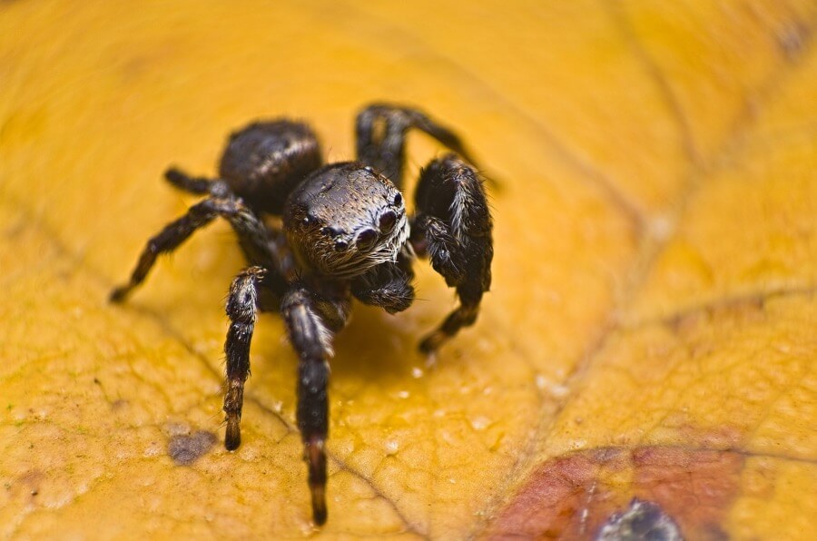 Johan J.Ingles-Le Nobel - Jumping Spider