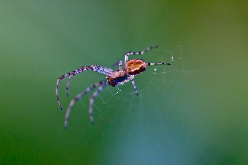 mantas j photography - spider