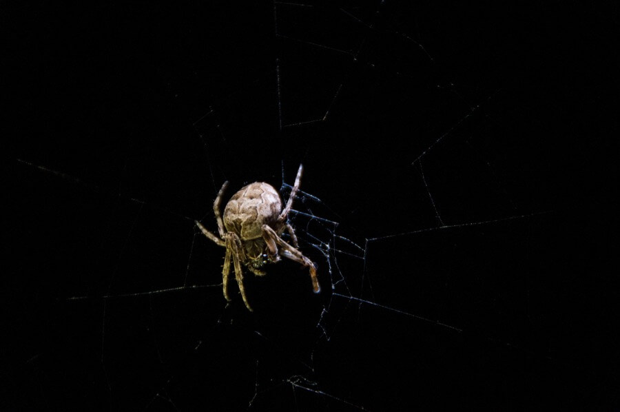 Kamil Porembiński - Araneus diadematus