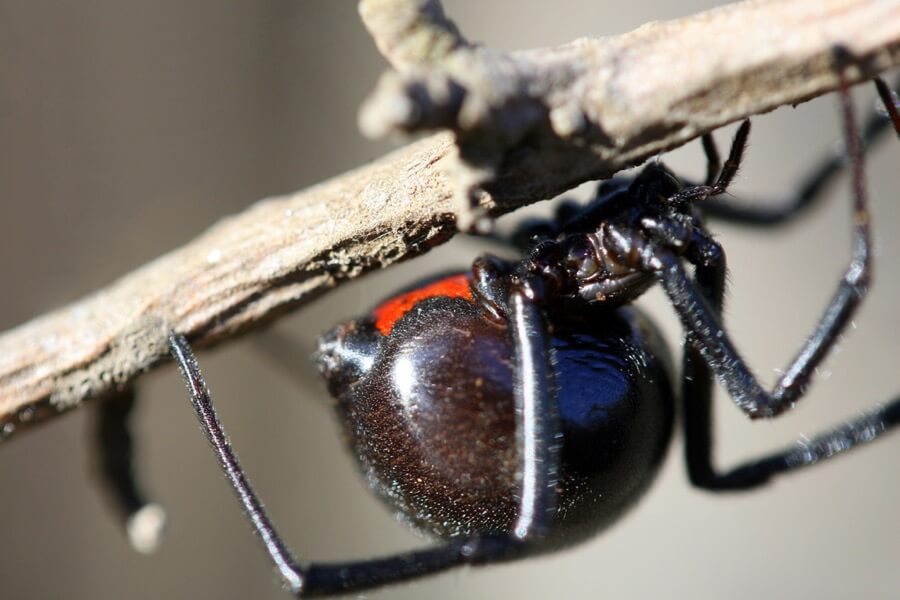 peasap - Black Widow Spider