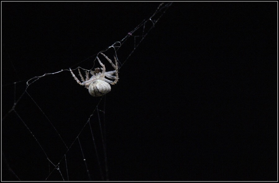 Marta Diarra - Araña - Spider