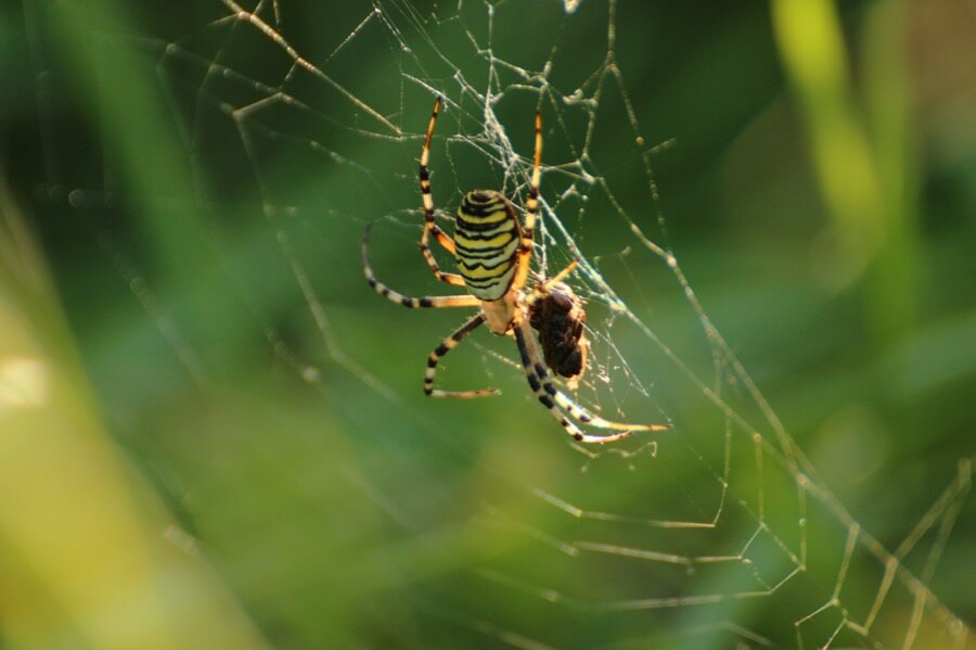 Julie Missbutterflies - Argiope frelon