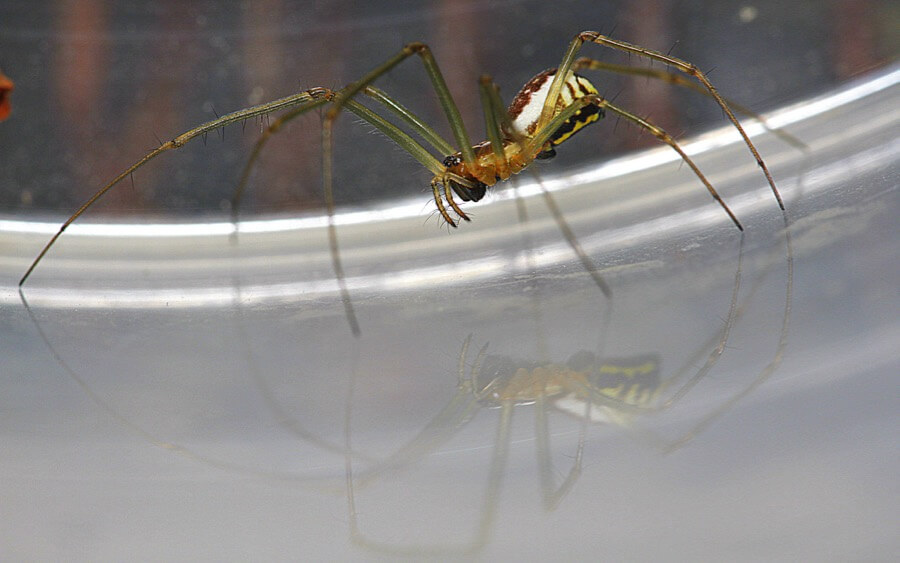 Rolf B. - Mirror-Spider - Spiegelspinne