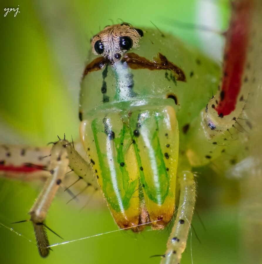 Yogendra Joshi - Spider Portrait