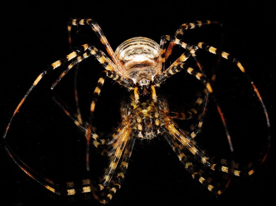 Mike Keeling - Silver Argiope