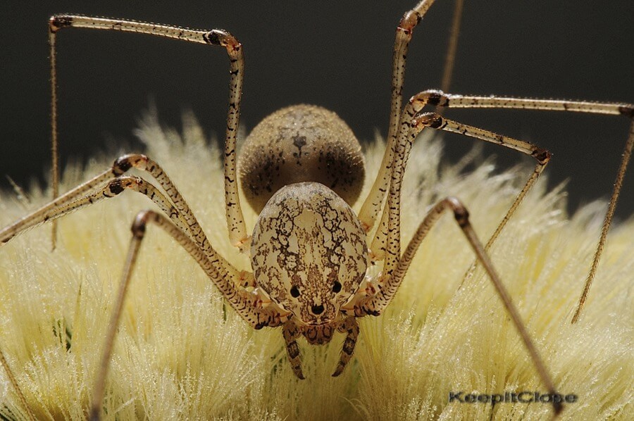 Mike Keeling - Spitting Spider