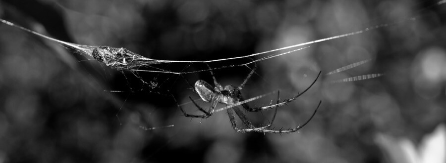 William Warby - Spider Wrapping Dinner