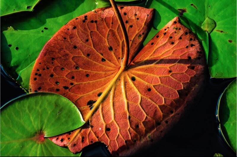 leaf