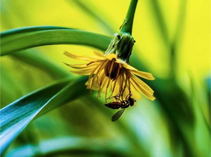 yellow flower