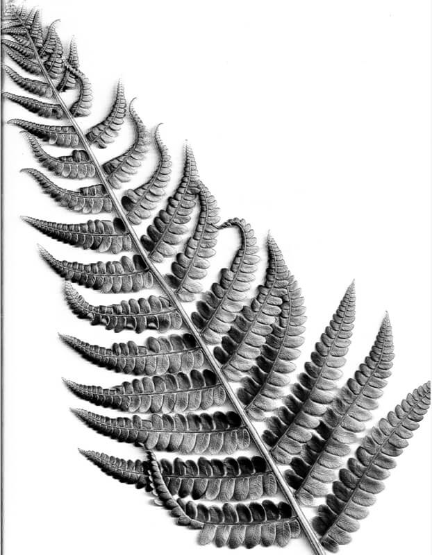 black and white fern