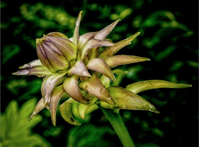 plant and flower