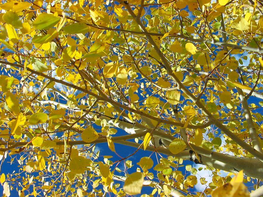 Kristin & Jordan Hayman - Autumn Aspens