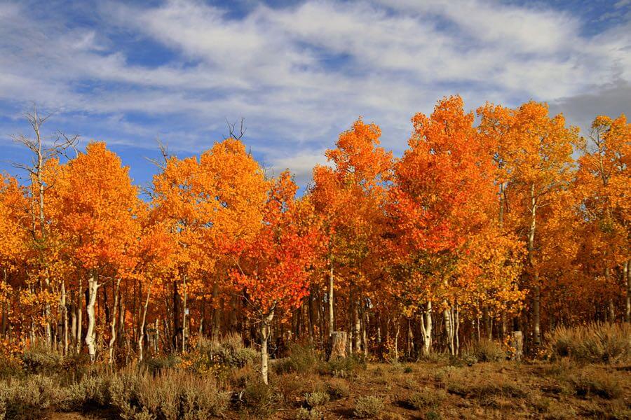 Bob Palin - Aspen Colours