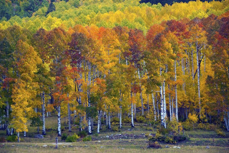 John Fowler - Aspens at Sunset