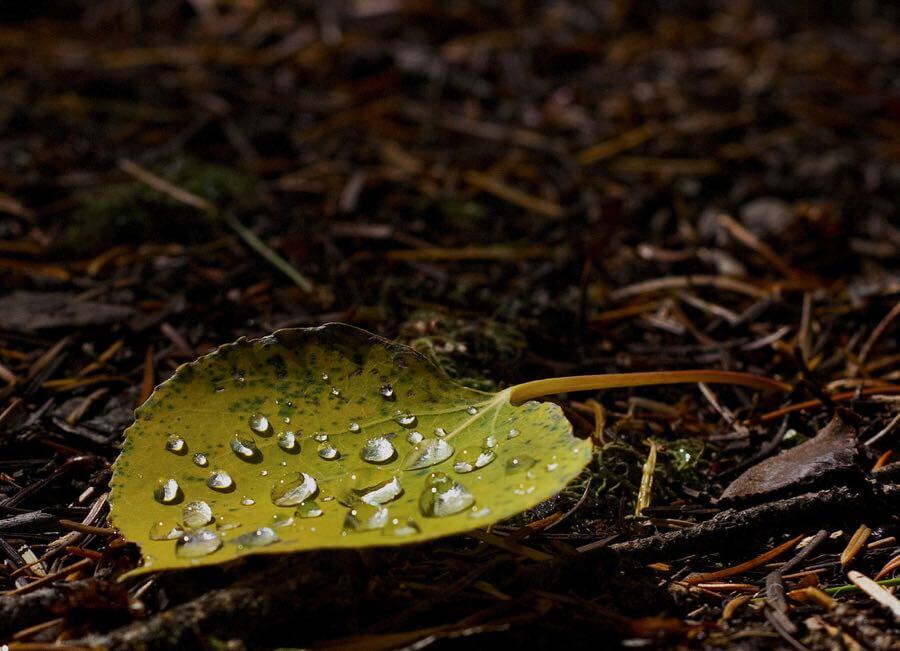 John Fowler - Dew on Aspen Leaf