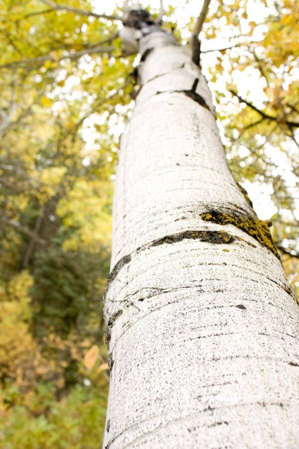 Russ Taylor - Quaking Aspen