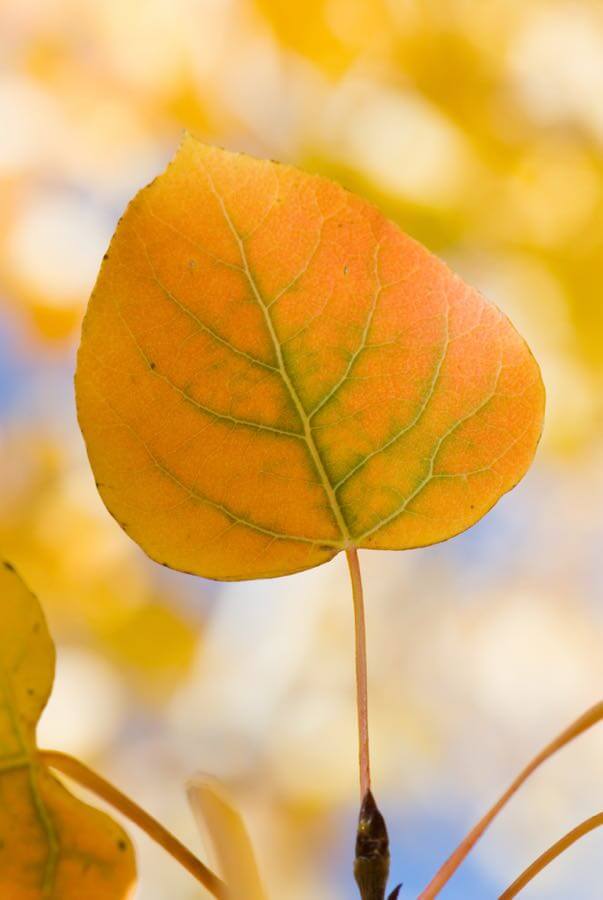 Kaibab National Forest - Aspen Leaf